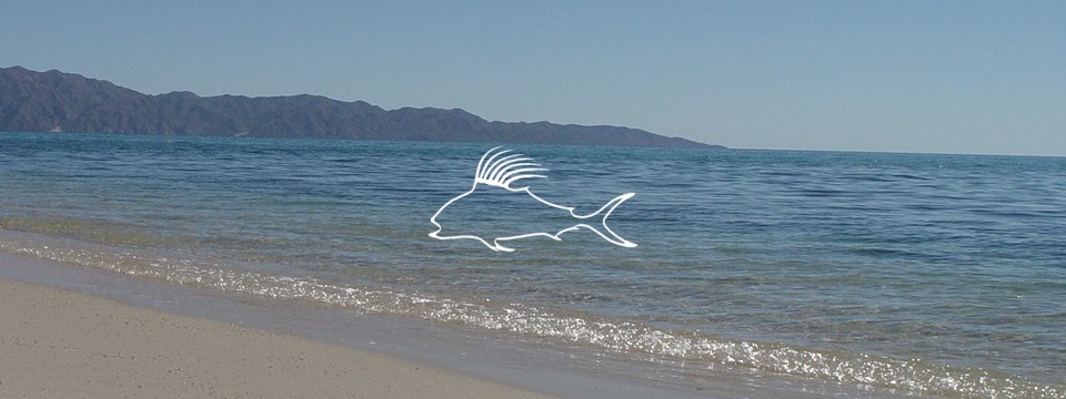 beachfront_sargento_white_960_360