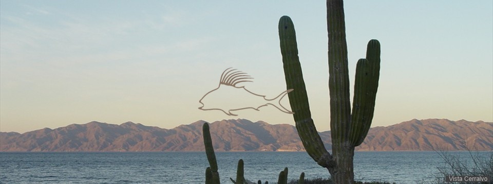 el_sargento_cactus_br_rooster