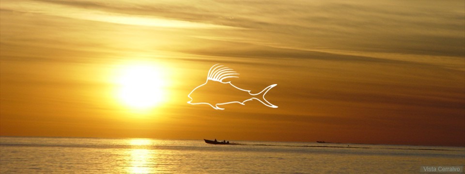 el_sargento_gold_white_rooster