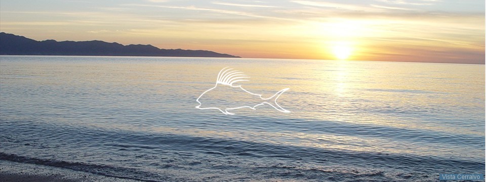 el_sargento_sunrise_white_rooster