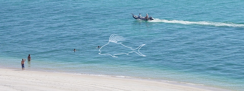 el_sargento_swimmers_liteblue_rooster