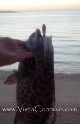 Las Arenas La Paz Fishing Report