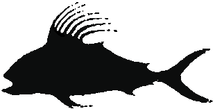 Fishing for Roosterfish in The Sea Of Cortez, La Paz Las Arenas bcs Mexico.