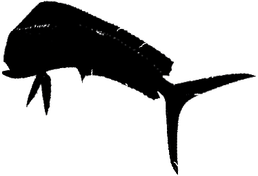 Fishing Las Arenas, Fishing La Paz Baja Sur Mexico