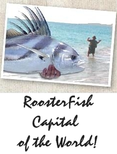 Roosterfish Sportfishing packages in La Paz Baja Mexico, Las Arenas Baja Mexico